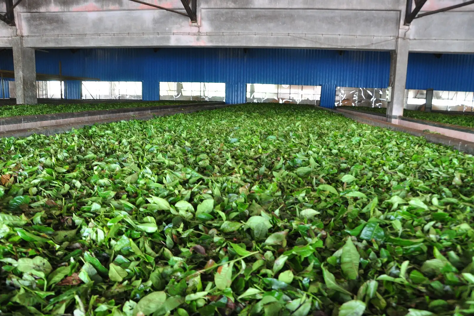 Freshly delivered green tea leaf spread in a withering trough inside a tea factory
