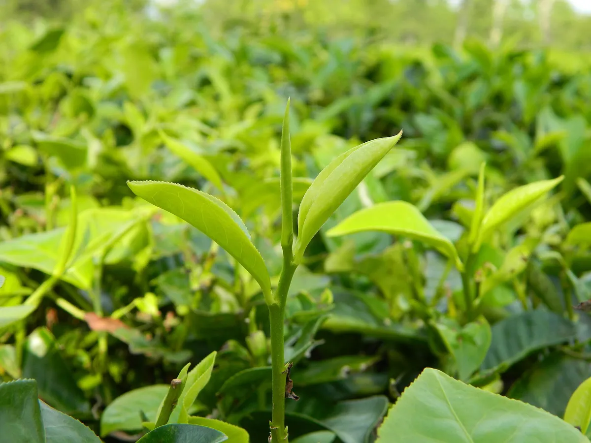 A tea shoot with a bud and two young leaves standing above the bush